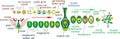 Angiosperm life cycle. Diagram of life cycle of flowering plant with double fertilization and titles