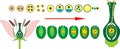 Angiosperm plant life cycle. Diagram of life cycle of flowering plant with double fertilization Royalty Free Stock Photo