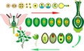Angiosperm plant life cycle. Diagram of life cycle of flowering plant with double fertilization Royalty Free Stock Photo