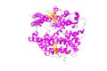 Structure of human angiotensin converting enzyme 2, ACE2