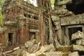 Angkor Wat, Cambodia. Khmer Ta Prom temple ruins Royalty Free Stock Photo