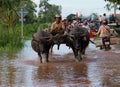 Angkor, Cambodia / Oct 11, 2011: Water buffalo ferried stranded Royalty Free Stock Photo