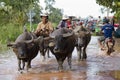 Angkor, Cambodia - Oct 11, 2011: Water buffalo ferried stranded tourists to boats Royalty Free Stock Photo