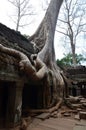 Ta Prohm is the modern name of a temple