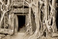 Ta Prohm is the modern name of a temple originally called Rajavihara. East of Angkor Thom