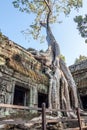 Angkor in combodia Royalty Free Stock Photo