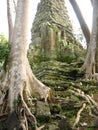 angkor wat banyan roots temple ruins cambodia Royalty Free Stock Photo