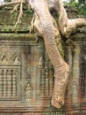 angkor wat banyan roots temple ruins cambodia Royalty Free Stock Photo