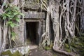 Angkor Wat Jungle Temple Overgrown Roots