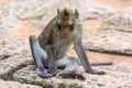 Angkor Wat monkey Royalty Free Stock Photo
