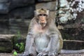 Angkor Wat monkey