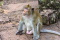 Angkor Wat monkey Royalty Free Stock Photo