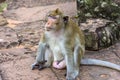 Angkor Wat monkey