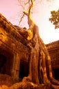 Angkor wat siem reap