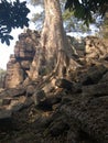 Angkor Wat in Siem Reap, Cambodia. Ancient ruins of Khmer stone temple overgrown with the roots and giant strangler fig trees Royalty Free Stock Photo