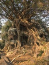 Angkor Wat in Siem Reap, Cambodia. Ancient ruins of Khmer stone temple overgrown with the roots and giant strangler fig trees Royalty Free Stock Photo