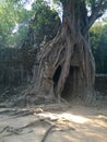 Angkor Wat in Siem Reap, Cambodia. Ancient ruins of Khmer stone temple overgrown with the roots and giant strangler fig trees Royalty Free Stock Photo