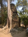 Angkor Wat in Siem Reap, Cambodia. Ancient ruins of Khmer stone temple overgrown with the roots and giant strangler fig trees Royalty Free Stock Photo