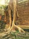 Angkor Wat in Siem Reap, Cambodia. Ancient ruins of Khmer stone temple overgrown with the roots and giant strangler fig trees Royalty Free Stock Photo