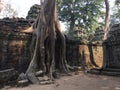 Angkor Wat in Siem Reap, Cambodia. Ancient ruins of Khmer stone temple overgrown with the roots and giant strangler fig trees Royalty Free Stock Photo
