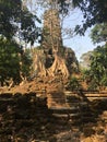 Angkor Wat in Siem Reap, Cambodia. Ancient ruins of Preah Palilay Khmer stone temple overgrown with the roots and giant trees Royalty Free Stock Photo