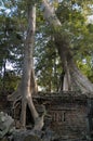 Angkor Wat - Ta Prohm temple Royalty Free Stock Photo