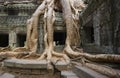 Angkor Wat - Ta Prohm Temple - Cambodia Royalty Free Stock Photo