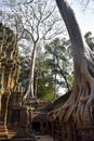 Angkor Wat Temple, Siem reap, Cambodia