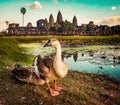 Angkor Wat temple at sunset. Siem Reap. Cambodia Royalty Free Stock Photo