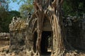 Angkor Wat Tree,Cambodia