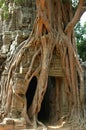 Angkor Wat Tree,Cambodia