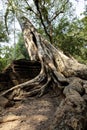 Angkor Wat