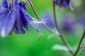 Beautiful blue aquilegia flowers in park