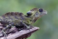 Angle head lizard ( Gonocephalus bornensis ) on tree trunk Royalty Free Stock Photo