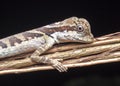 Angle head lizard. Royalty Free Stock Photo