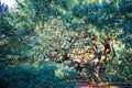 Angle Oak Tree in Johns Island of South Carolina Royalty Free Stock Photo