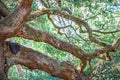 Angle Oak Tree in Johns Island of South Carolina Royalty Free Stock Photo