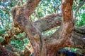 Angle Oak Tree in Johns Island of South Carolina Royalty Free Stock Photo