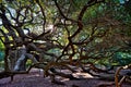 Angle Oak Tree in Johns Island of South Carolina Royalty Free Stock Photo