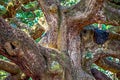 Angle Oak Tree in Johns Island of South Carolina Royalty Free Stock Photo