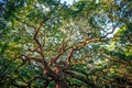 Angle Oak Tree in Johns Island of South Carolina Royalty Free Stock Photo