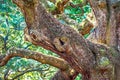 Angle Oak Tree in Johns Island of South Carolina Royalty Free Stock Photo