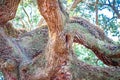 Angle Oak Tree in Johns Island of South Carolina Royalty Free Stock Photo