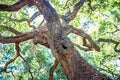 Angle Oak Tree in Johns Island of South Carolina Royalty Free Stock Photo