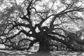 Angle Oak Tree Royalty Free Stock Photo