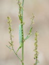 Angle Shades moth caterpillar, Phlogophora meticulosa.