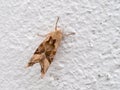 Angle shades moth on white wall. Phlogophora meticulosa.