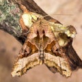 Angle shades (Phlogophora meticulosa) moth
