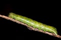 Angle shades (Phlogophora meticulosa) moth caterpillar