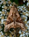 The Angle Shades, Phlogophora meticulosa